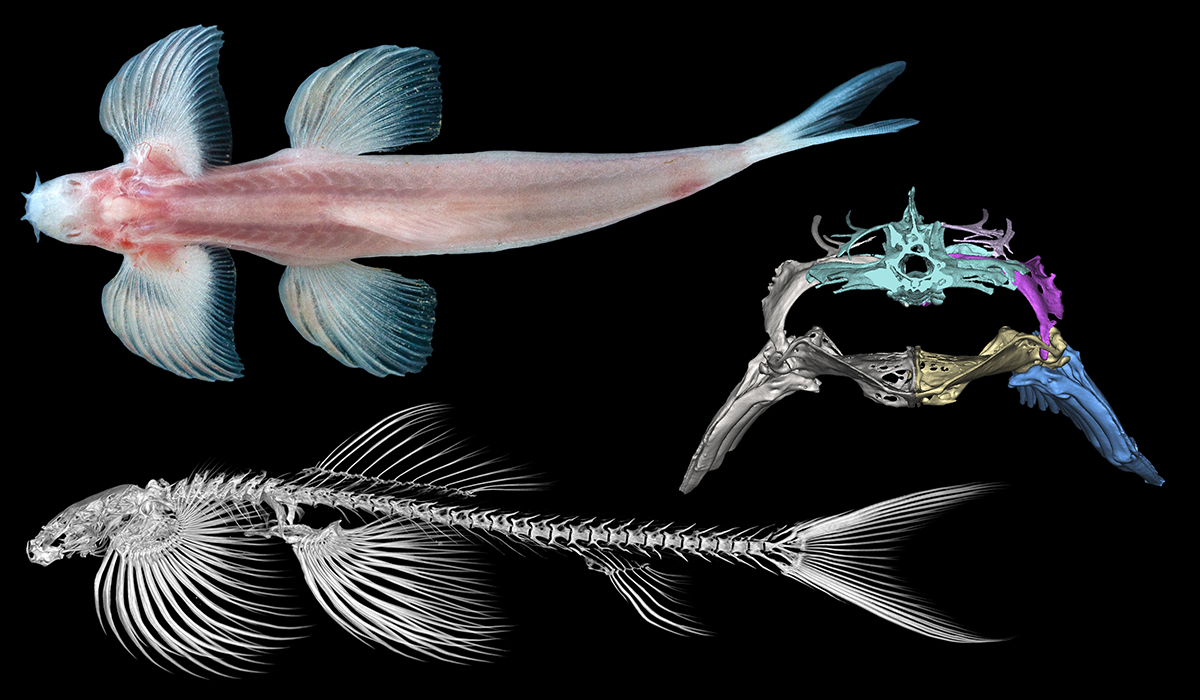 Post-processed fish