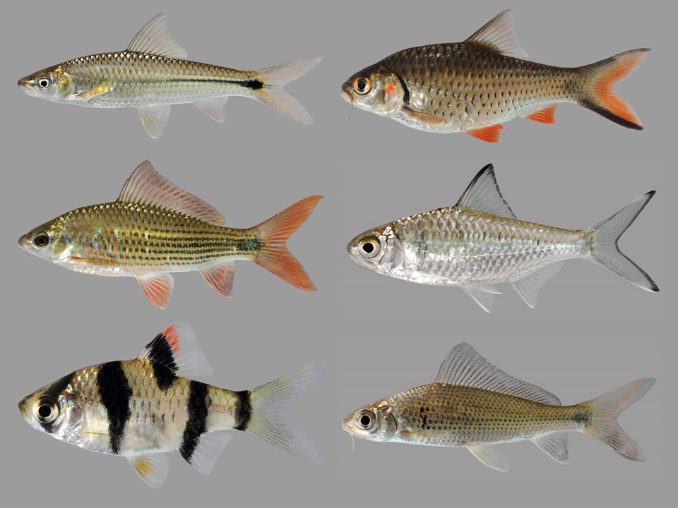 Lateral view of six fish