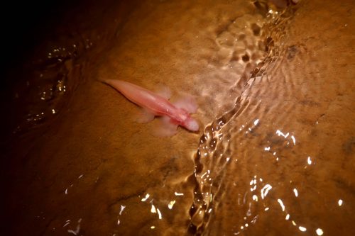 Fish in cave