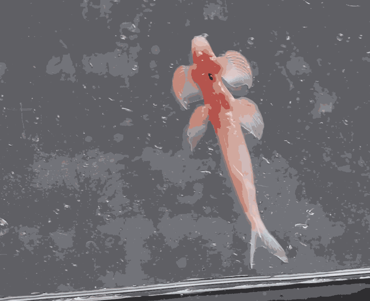 A fish on the wall of a tank