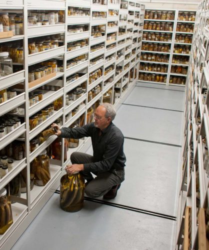 researcher kneeling in the aisle of a fish collection surrounded by shelves of jars