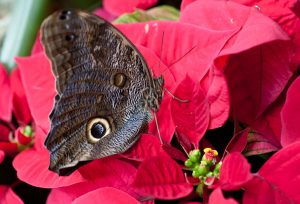 The museum is featuring a display of multicolored poinsettias in the Butterfly Rainforest through Dec. 31, a nice backdrop for family photographs. Photo by Kate Martin