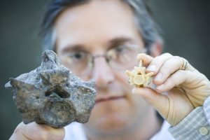 Florida Museum researcher Jonathan Bloch compares vertebrae from Titanoboa cerrejonensis, left, with one from a 17-foot anaconda.Florida Museum of Natural History photo by Jeff Gage