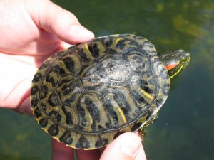 This red-eared slider was found in the North Fork of White River in Ozark County, Mo., where Florida Museum of Natural History researchers surveyed turtles from 2005 to 2007. Photo by Amber Pitt 