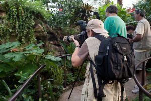 Photographers at the "Butterfly Rainforest" exhibit at the Picture Perfect Photography Contest during ButterflyFest 2012. Florida Museum of Natural History photo by Kate Martin