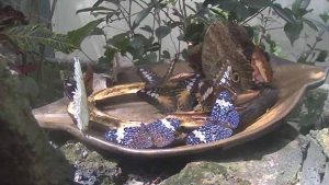 This still image was taken from the feeding station webcam in the Butterfly Rainforest exhibit.