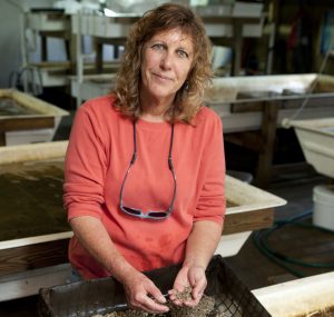 Leslie Sturmer examines Sunray Venus Clams. UF/IFAS Photo by Tyler Jones