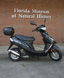 Florida Museum of Natural History photo by Jeff Gage