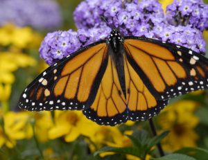 The monarch butterfly, Danaus plexippus, is known for its annual migration to the mountains of central Mexico. Florida Museum photo by Jeff Gage