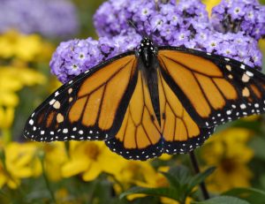 Monarch (Danaus plexippus)