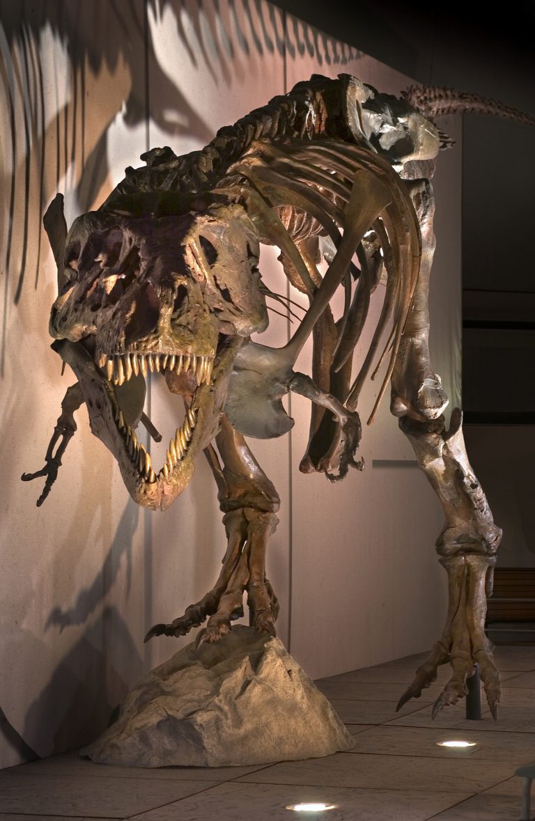 t rex exhibit