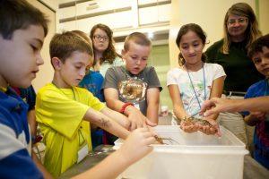 Catherine Carey, museum public programs coordinator, right, observes campers learning to distinguish a species belonging to the spiny lobster family during a 2013 summer camp. Florida Museum of Natural History photo by Kristen Grace