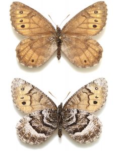 Oeneis tanana female, dorsal (top) and ventral views.