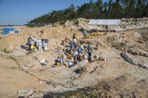 Museum employees and volunteers dig for fossils at the site in Levy County. Florida Museum of Natural History photo by Jeff Gage