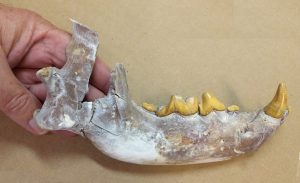 Gainesville resident and volunteer Peter Roode discovered this jaw of a Borophagus hilli. Florida Museum of Natural History photo by Jeff Gage