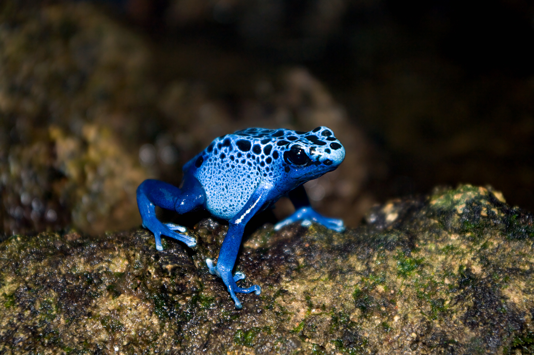 MuseumLife, Baby Poison Dart Frog Tadpole – Florida Museum Blog