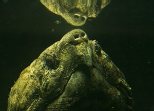 Turtle head looking up at reflection