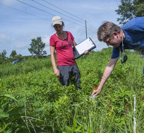 Museum research technician Kristin Rossetti, left, and postdoctoral research associate Josh Campbell survey insect pollinators in a utility right of way. Florida Museum photo by Jeff Gage