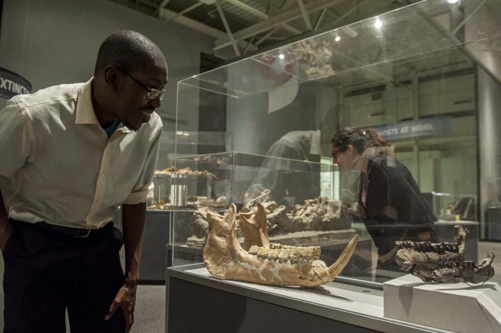 Visitors view rhinos and other fossils displayed in the Florida Museum of Natural History’s “Rare, Beautiful and Fascinating” 100th anniversary exhibit, on display Sept. 23, 2017-Jan. 7, 2018, in Gainesville. ©Florida Museum photo by Kristen Grace