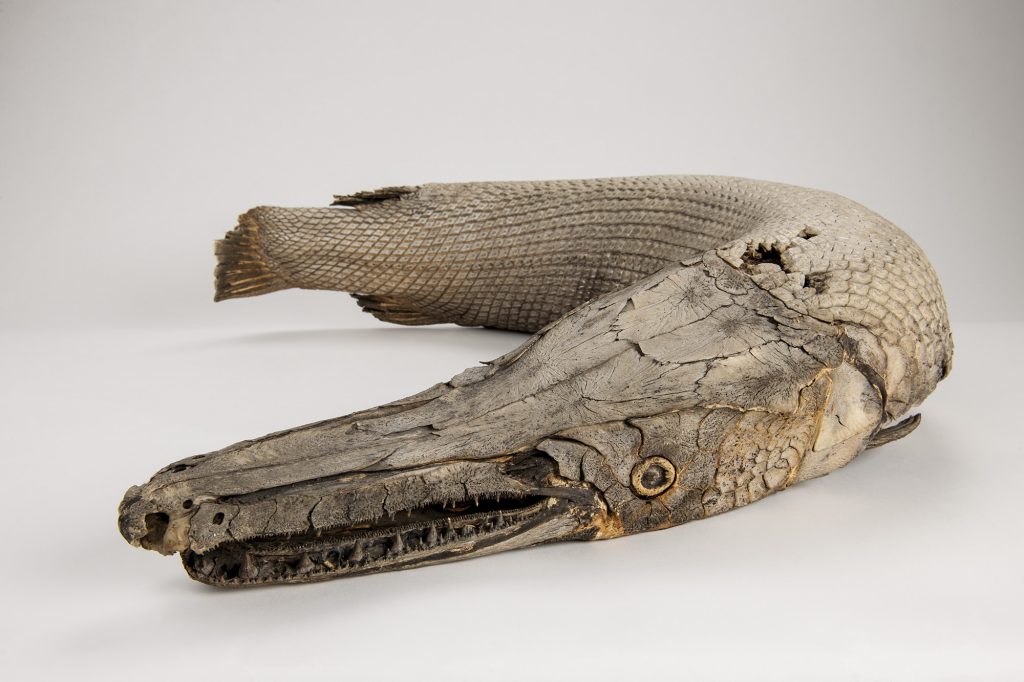 Alligator gar have changed little over millions of years. Today, alligator gar are sought as sport fish and used as a food resource. ©Florida Museum photo by Kristen Grace