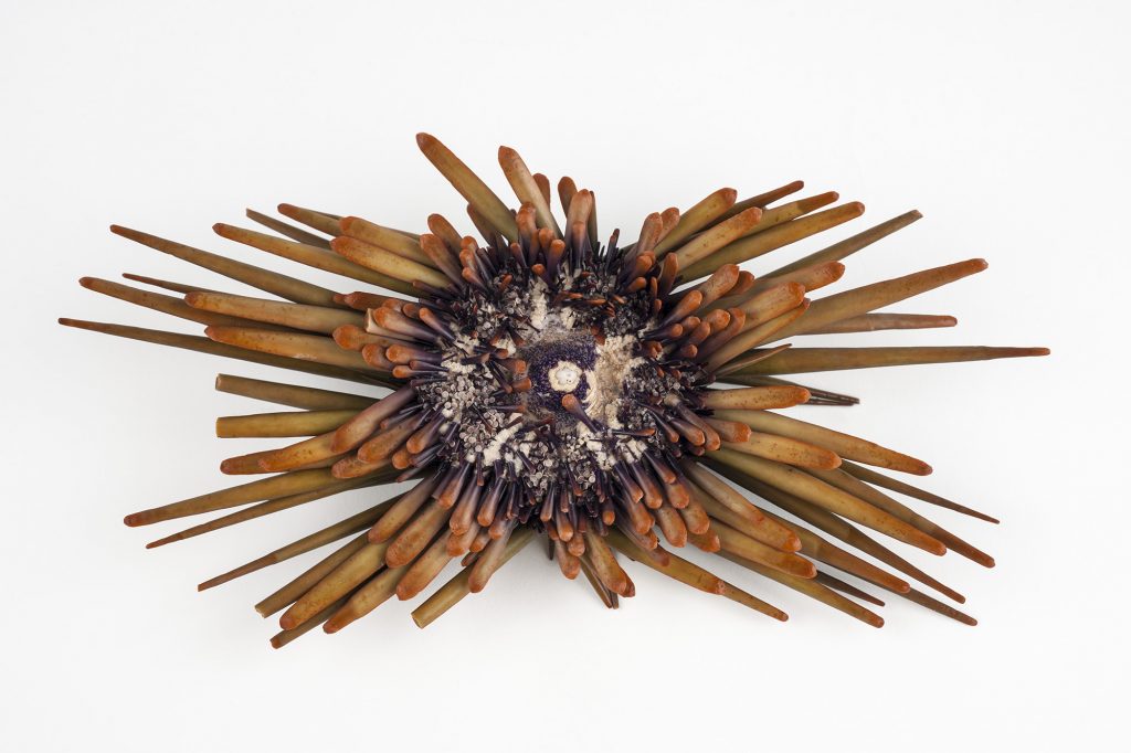 Pencil urchins are cryptic species, animals that look alike but are distinct species. Two known species exist, each with their own unique “DNA fingerprint.” ©Florida Museum photo by Kristen Grace