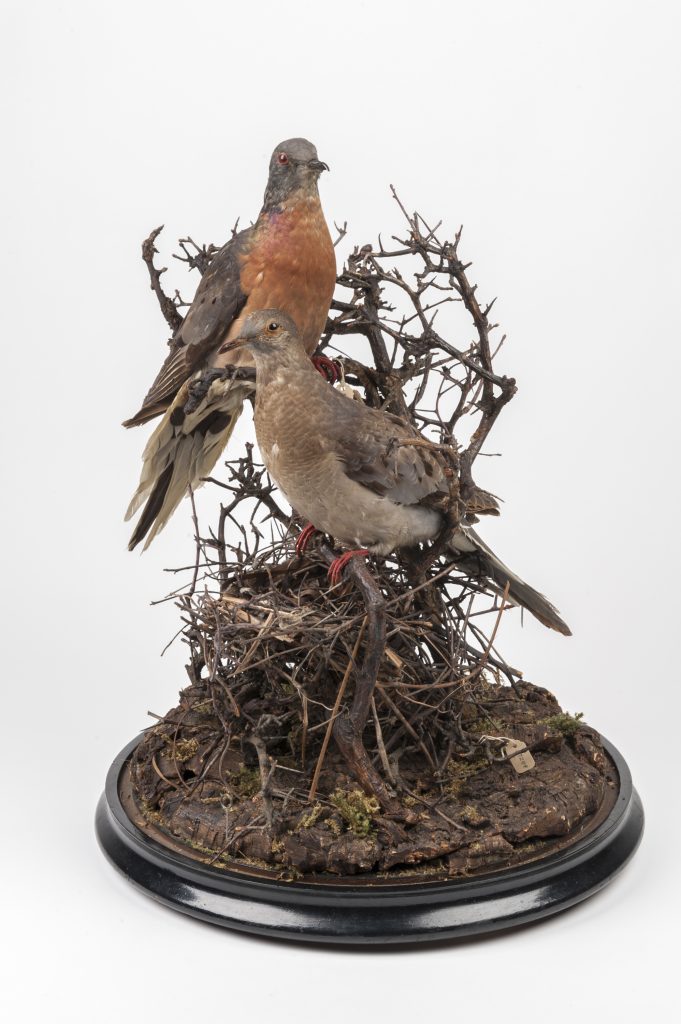 Once among the most abundant birds in the world, the last surviving passenger pigeon died in captivity in 1914. These mounted specimens are featured in the Florida Museum of Natural History's “Rare, Beautiful and Fascinating” 100th anniversary exhibit, on display Sept. 23, 2017-Jan. 7, 2018. ©Florida Museum photo by Kristen Grace