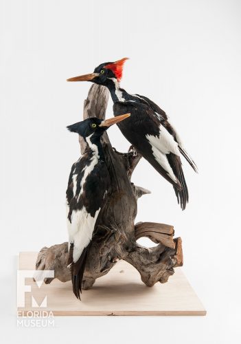 Ivory-billed woodpeckers