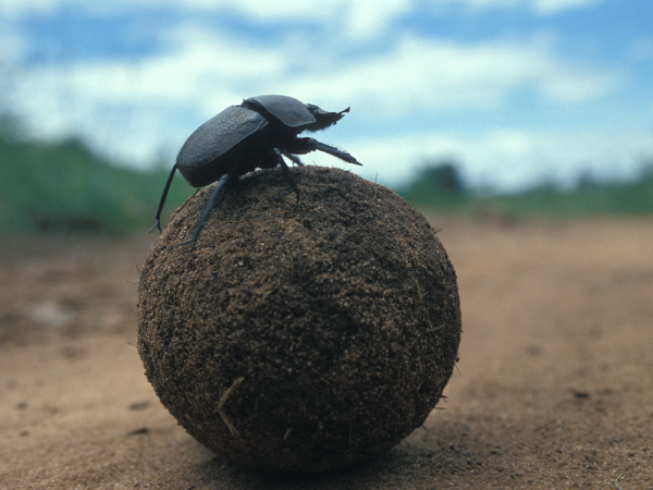 Dung beetle on dung ball