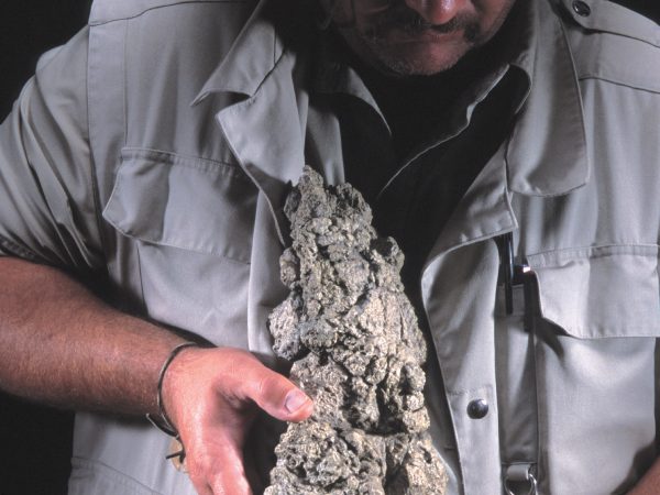 Dinosaurs left more than bones and teeth behind -- some of their droppings were also preserved. In this photo, a researcher displays fossilized theropod feces, known as a coprolite. Visitors to "The Scoop on Poop" exhibit can touch an 80-million-year-old fossilized turd, and see alligator coprolites from the Florida Museum collection. Photo courtesy of Robert Clark