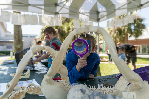 A student explores the fossilized jaw of a shark with a magnifying glass. ©Florida Museum photo by Kristen Grace 