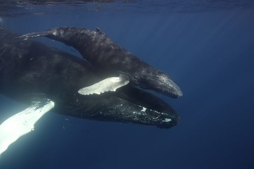 Humpback mother and calf