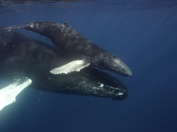 Humpback mother and calf