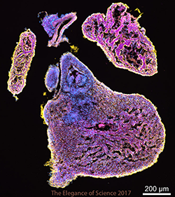 Mouse heart tissue stained with flouroscent antibodies.