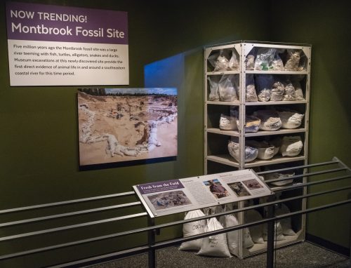 Shelf of material from the field