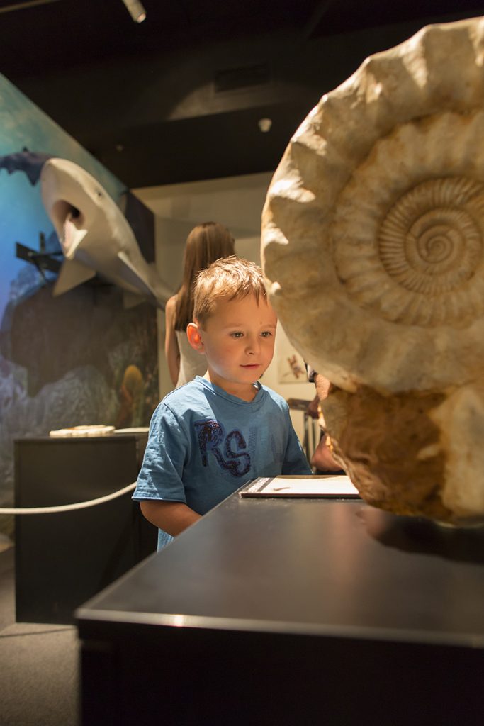 Fossil casts and reconstructed models provide a hands-on experience of the Permian Period in the “Permian Monsters: Life Before the Dinosaurs” exhibit, on display at the Florida Museum in Gainesville Sept. 29, 2018-May 5, 2019. ©Photo courtesy of Denis Smith