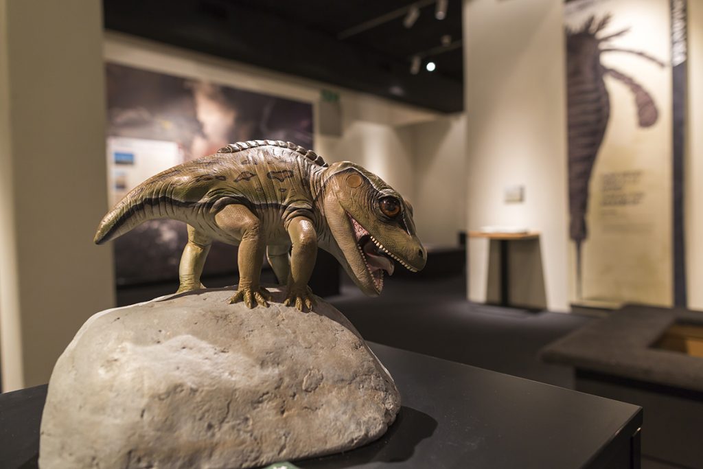 Realistic models, like of this Cacops, depict a range of strange creatures that lived in the Permian Period in the “Permian Monsters: Life Before the Dinosaurs” exhibit, on display at the Florida Museum in Gainesville Sept. 29, 2018-May 5, 2019. ©Photo courtesy of Denis Smith