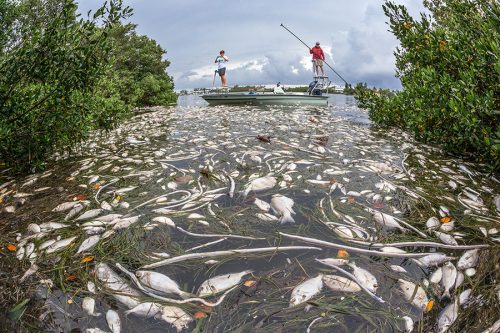 Red tide has caused the death of thousands of marine animals, like these fish in Sarasota Bay. ©Photo courtesy of John Moran