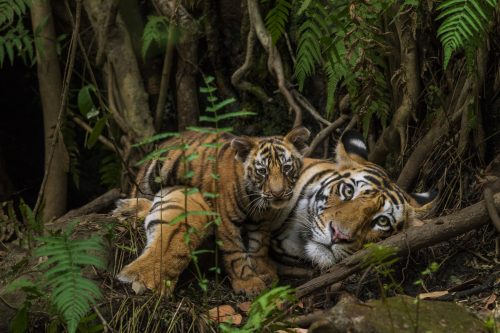 tiger lying down with cub