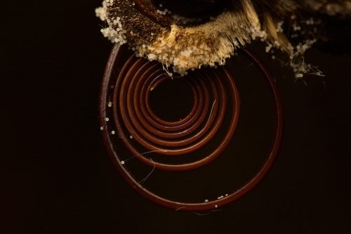 Close-up image of sphinx moth proboscis