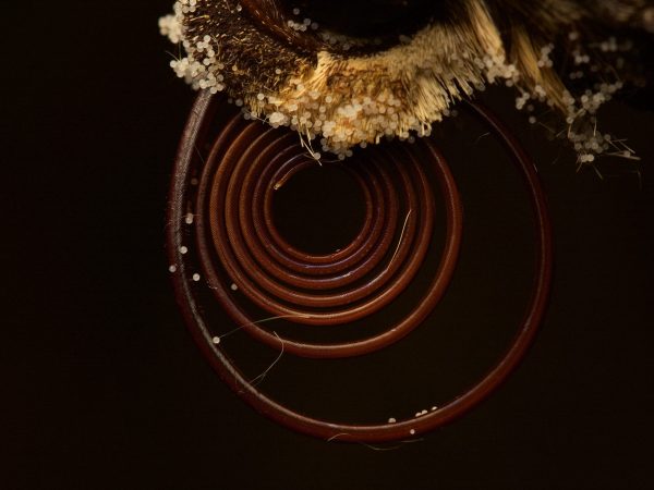Close-up image of sphinx moth proboscis