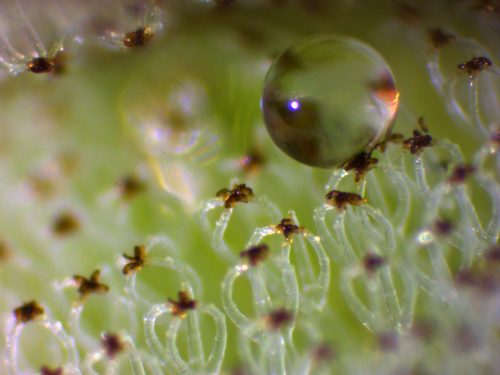 Close-up photo of the hairs on a plant