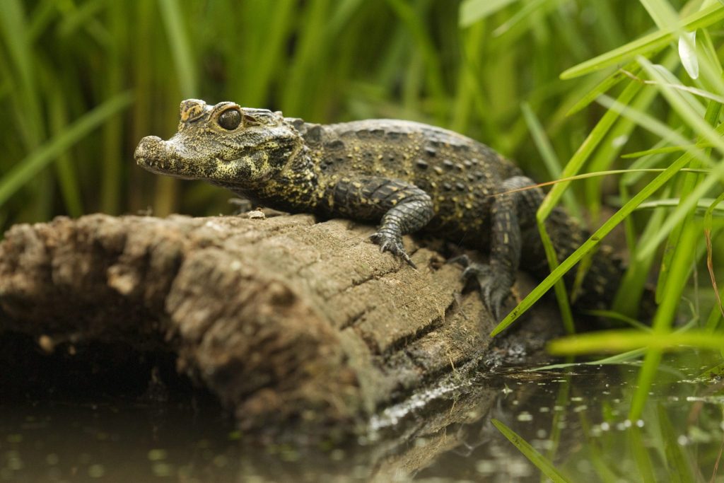 Dwarf crocodile on log