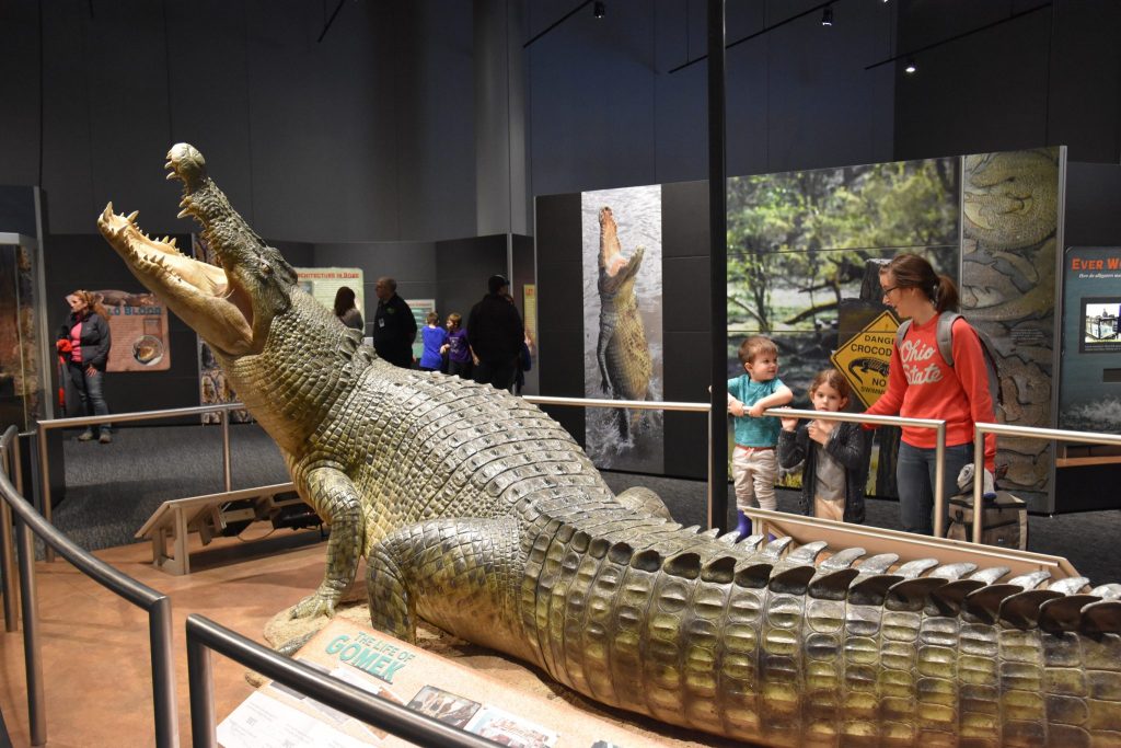 people look at model of a crocodile