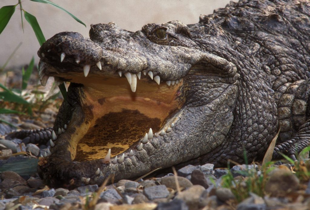 siamese crocodile with mouth open