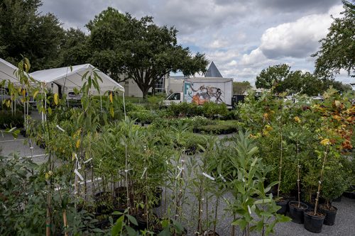 plants set up in parking lot