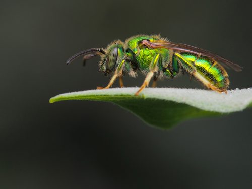 pure green sweat bee on leaf