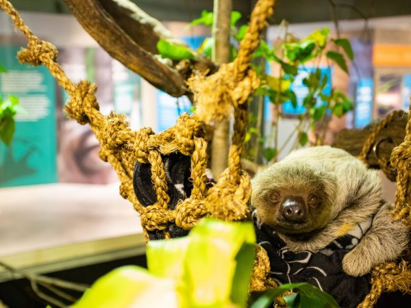 sloth in enclosure