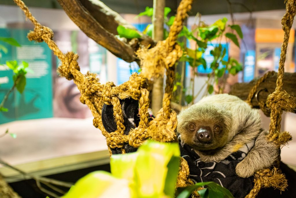 sloth in enclosure