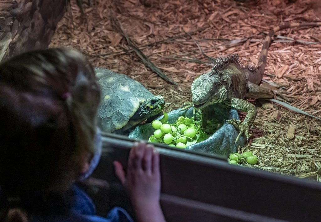 person looking into enclosure with tortoise and iguana