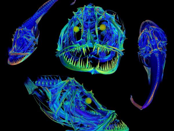 colorful ct scan of monkfish